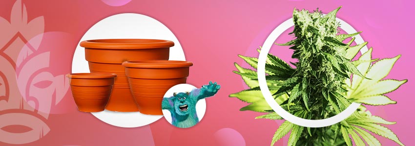 Vasi Più Grandi Per Piante Di Cannabis Mostruose